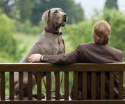 Comune di Cerveteri - Regole e norme, se si decide di vivere con un cane.