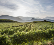 Alto Adige_Vigne in Oltradige EOS_Florian Andergassen