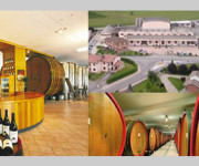 TERRE DEL BAROLO - AL VIA LA VENDEMMIA 2013