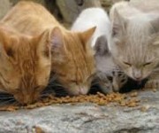 gattaro del condomminio - gatti