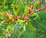 vespa-cinese-galle-castagno-byfitosanitarioER-450