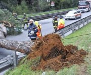 Maltempo ed un albero killer uccidono un centauro sulla Colombo