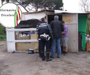 Alternativa Tricolore - Savona, Berruti stanzia 100mila Euro per i Rom dimenticando i suoi cittadini in difficoltà