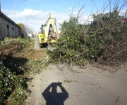 La pianta abbattuta dal vento - Tarquinia, rimosso albero caduto sull'ex provinciale Porto Clementino‏