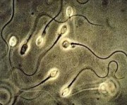 CNR - Primo video 3-D di spermatozoi umani viventi