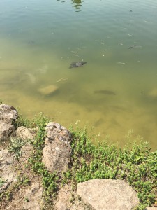 IMG-20160708-WA0006