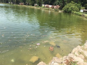 IMG-20160708-WA0007