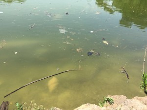 IMG-20160708-WA0009