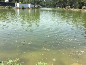 IMG-20160708-WA0010