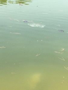 IMG-20160708-WA0011