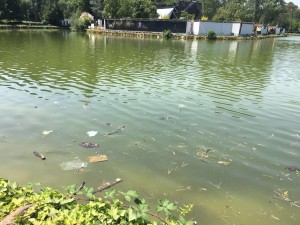 IMG-20160708-WA0012