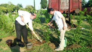 L'on. Valentini mette a dimora una  pianta di alloro