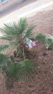 14054134_1843523959215014_9022771101259092294_n