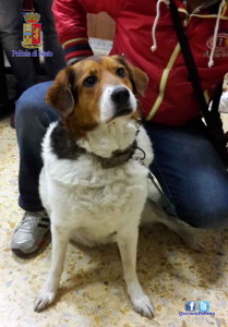 20170502 SAN GIOVANNI 2 cane