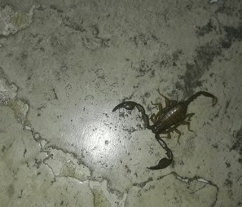 SAN CAMILLO, ASSOTUTELA: “ANCORA SCIORPIONI TRA I REPARTI”