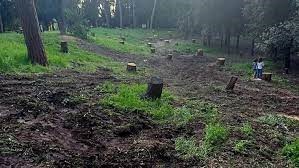 Pini abbattuti a Villa Glori