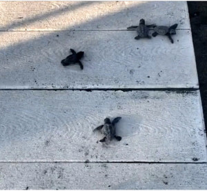 7FDDBD85-76B6-49B9-A0E7-CF1F7E52E3E3