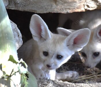 Nati 5 fennec al Bioparco di Roma